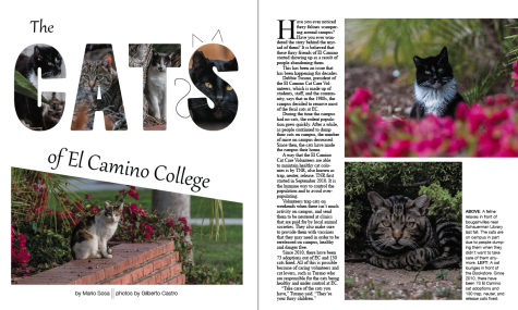 The cats of El Camino College