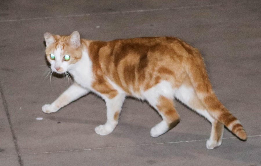 “They’re after the cats,” Dick McGreevy, founder of the Vegan Club, said in regards to the recent coyote sighting on campus. This cat is one of many found wandering near Marsee Auditorium at night. Photo credit: Emma DiMaggio