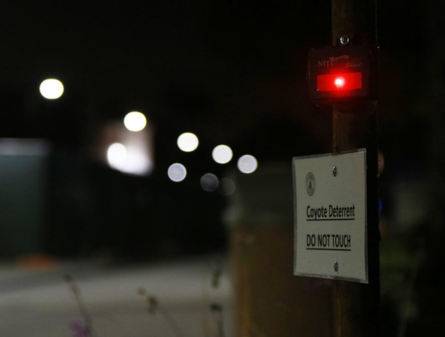 Coyote Light  is flashing near the Art building. Photo credit: Mari Inagaki
