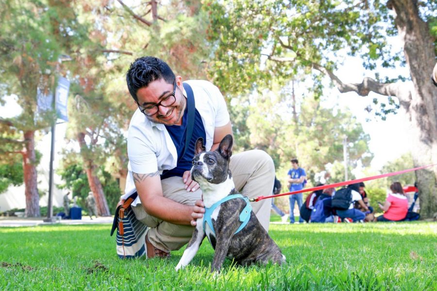 Don Agustin, film major, pets Annabel, a Boston terrier, to relieve some stress during El
Camino College Health Center’s de-stress event Tuesday, Sept. 24 at the Library Lawn. Mari Inagaki/The Union