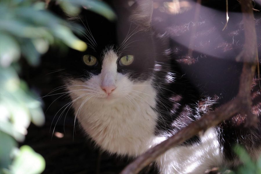 A black and white cat peers out of a bush next to the Schauerman Library on Wednesday, Feb. 19. Cats at El Camino College have historically controlled the rodent and mice population on campus. Omar Rashad/The Union