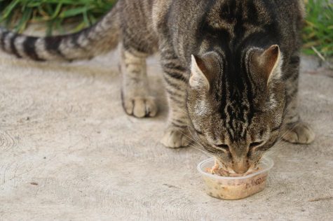A cat is eating wet cat food near the Facilities Warehouse. Turano started feeding the cats at El Camino approximately 20 years ago. Omar Rashad/The Union