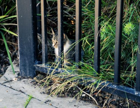 According to The Warwhoop archives, now The union, ECC administrators had all cats removed from the El Camino College campus in 1988. Two years later the campus suffered a rat infestation. Photo by Shawn Rodriguez/The Union