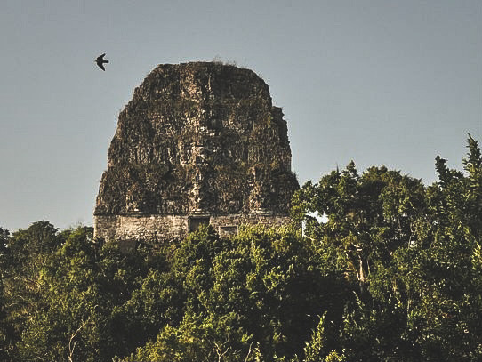 The Mayan Temple V emerged from the thick rainforest with a bird flying around it in Tikal, Guatemala. Isabella Villatoro/The Union.