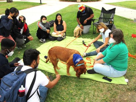 Students enjoying Sequioas company at the Stress Free Dog Event at El Camino College Campus, Torrance, CA. May, 23. (Photo by Sharlisa Shabazz)