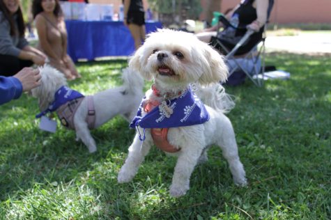 Trixie, a 2-year-old Maltese mixed therapy dog jumps up during a visit by Paws to Share to El Camino College on Sept. 28. (Photo by Raphael Richardson | The Union)