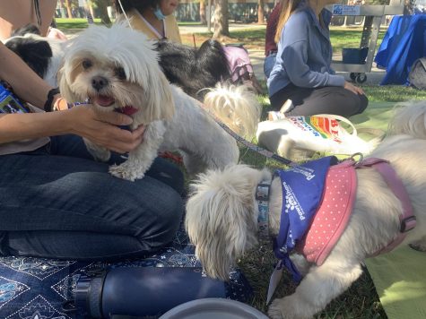 Trixie (left) and Molly (right) serve as therapy dogs, hosted on Library Lawn at El Camino College on Sept. 18. (Igor Colonno | The Union)