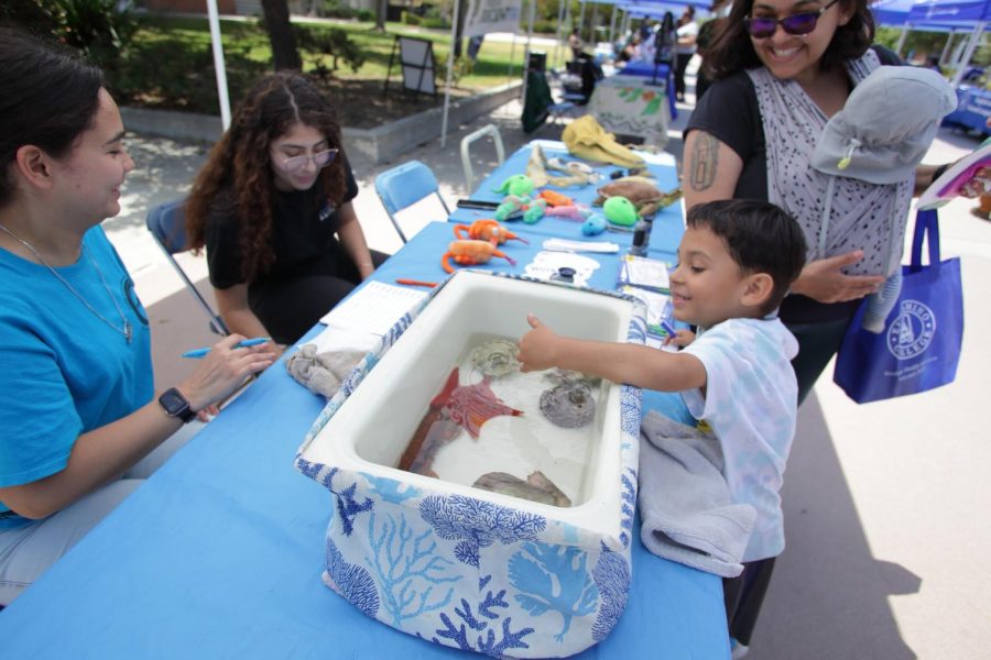 Sebastian Bermudez dips his hand into a touch pool set up by the Roundhouse Aquarium during the Parent and Community Resource Fair at El Camino College on June 3. (Raphael Richardson | The Union)