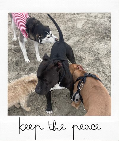 Dogs get to know each other at Rosie's Dog Beach in Long Beach, on April 11. It's important for families to watch their dogs and pull them away at the first sign of aggression. (Kim McGill | Warrior Life)