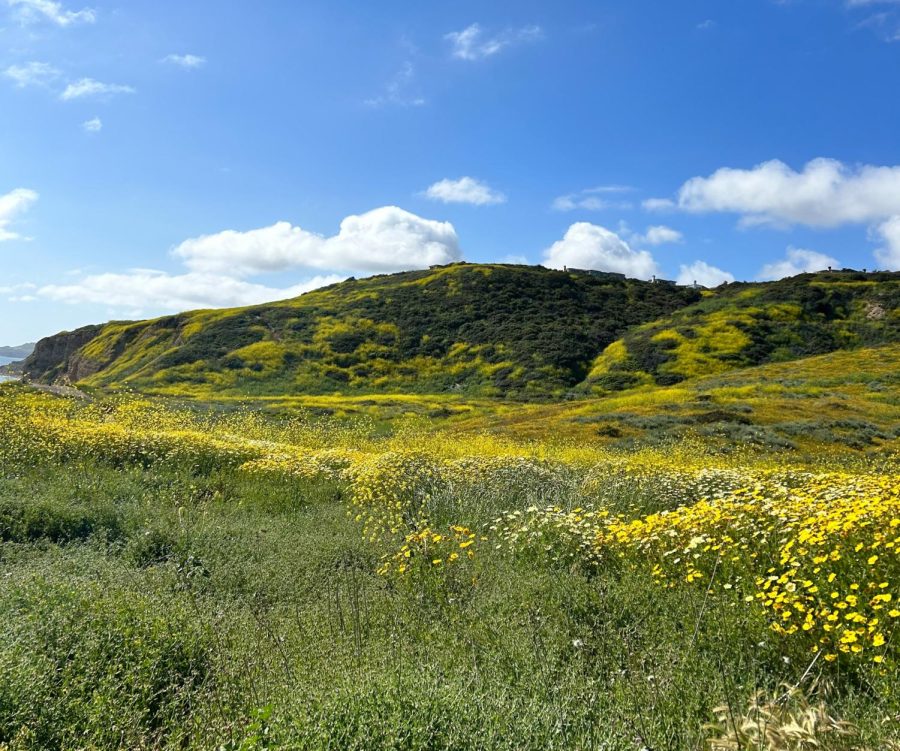 A field of greenery and flowers sits on the Stargazer Trails in San Pedro on Monday May 1. (Greg Fontanilla | The Union)