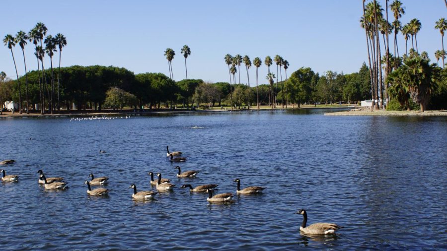 A flock of Canada Geese swim in the waters of Alondra Park Lake near El Camino College on Sept. 15, 2022. The overflow of water from the lake goes into Dominguez Channel. (Alexis Ramon Ponce | Warrior Life)