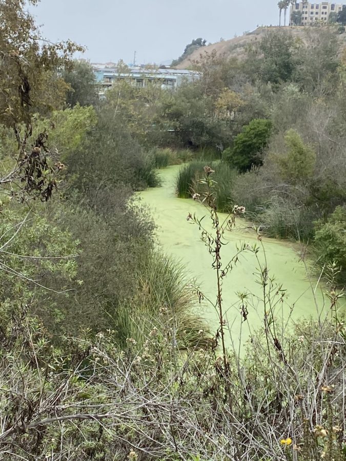 Reforestation and restoration of rivers and lakes is not a new matter. An example is Ballona Creek in Los Angeles County, which is being reforested along with its estuary and marsh. (Alexis Ramon Ponce | Warrior Life)