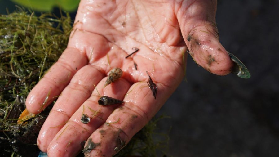 Biologist DeAna Vitela shows snails born in the waters of Alondra Park Lake. “There is still hope to save the creek,” she says. (Alexis Ramon Ponce | Warrior Life)