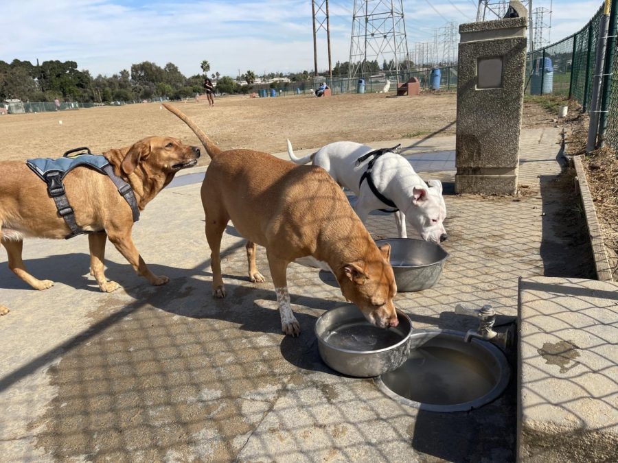 Sniffing butts has never been better than at Redondo Beach Dog Park, seen here on November 11, 2022, and four other dog parks close to ECC according to Bob the Dog who visited and compared ten dog parks from South L.A. to the South Bay. (Kim McGill | Warrior Life)