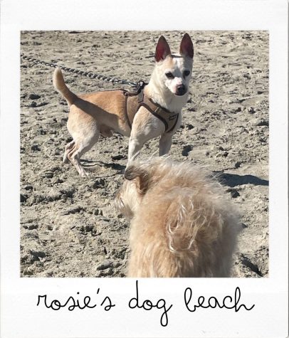 Bob has a quick chat at Rosie's Dog Beach, 5000 E. Ocean Blvd. in Long Beach, on Jan. 27. (Kim McGill | Warrior Life)