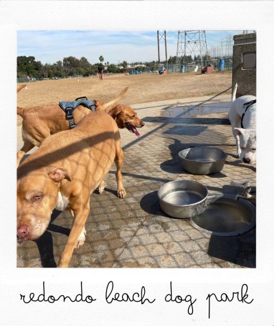 Dogs appreciate several sources for clean and fresh water at Redondo Beach Dog Park on Nov. 11, 2022, 190 Flagler Lane off 190th St. in Redondo Beach. (Kim McGill | Warrior Life)