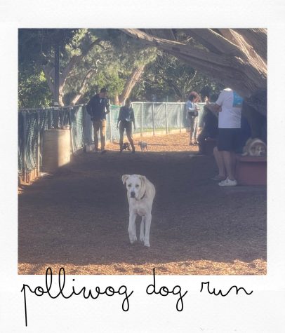 A white lab meanders through the dog run at Polliwog Park in Manhattan Beach, on March 26. (Kim McGill | Warrior Life)