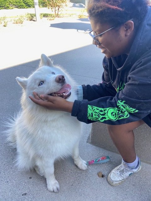 Biology major Shawn Penman pets her one-year-old wooly husky named Finrer outside the Behavioral and Social Sciences Building on Wednesday, Nov. 8. Penman said she loves animals and is pursuing a career in wildlife biology. (Angela Osorio | The Union)
