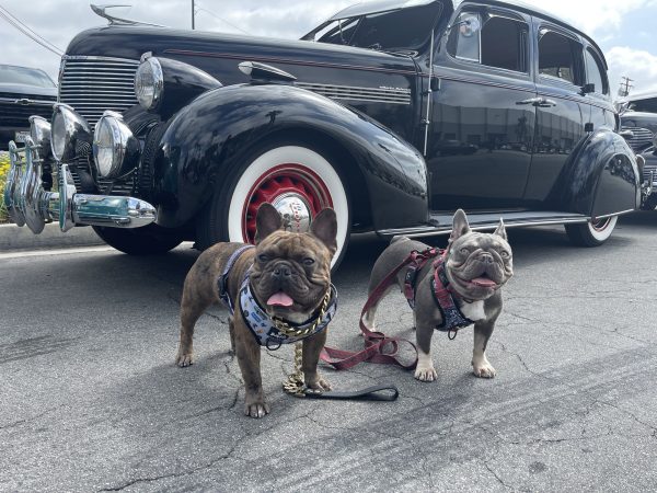 French bulldogs Swisher and Dutch pose in front of one of more than 200 classic lowriders featured at the annual Zoot Suit Riot Memorial Cruise on June 5, 2022 in Los Angeles, Calif. Chicano culture – including lowriders – have played a significant part in L.A.’s Hip Hop culture, and remain the ride of choice for many artists. As 2Pac (Tupac Amaru Shakur) said in his classic tribute to the South Side – “To Live and Die in L.A.” – “It wouldn’t be L.A. without Mexicans. Black love, Brown pride in the sets again.” Kim McGill | Warrior Life