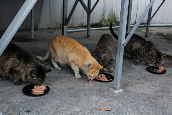 El Camino College campus has many cats who inhabit the area, these four inhabit the Receiving Facility. Carl always starts his route at 7 am at the Receiving Facility seeing these cats first thing in the morning. (Monroe Morrow | Warrior Life)