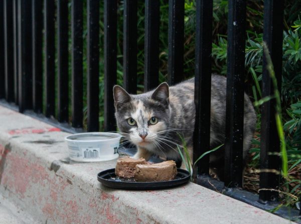 One of El Camino College's campus cats eats the food that Carl Turano prepared on Sept. 28. Carl started his route at the Receiving Facility, and met this cat along the way. (Monroe Morrow | Warrior Life)