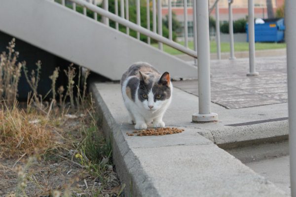 Penny takes a break from eating to ponder her surroundings on Thursday, Sept. 28. At 16, she is one of the oldest cats to live at El Camino College. She was the favorite of Mary Semeraro, who first introduced Carl to the campus cat colonies over 20 years ago.