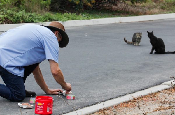 Two of El Camino's cats watching their friend, Carl Turano, getting their food ready. Carl brings them food and water every morning before he starts his own work at El Camino. (Monroe Morrow | Warrior Life)