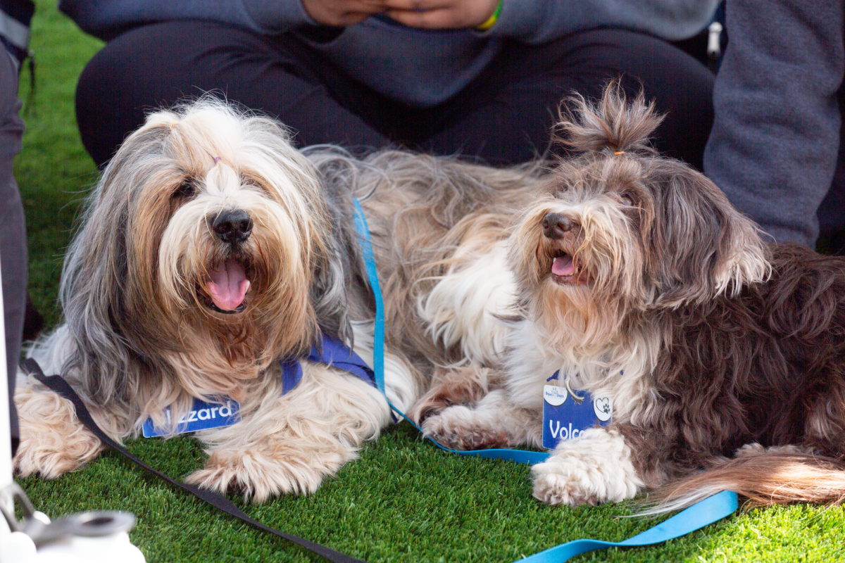 Blizzard (left), a Tiberian terrier, and Volcano, a Havanese, lay next to each other during the Paws-itive Connections therapy dog session at the Health Center Circle at El Camino College on Wednesday, March 13, 2024. (Raphael Richardson | The Union)