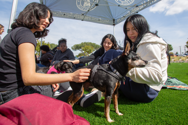 Cosmo the miniature pinscher receives pets from attendees during the Paws-itive Connections event at the Health Center Circle at El Camino College on Wednesday, March 13, 2024. (Photo by Raphael Richardson | The Union)