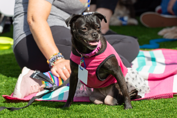 Twosday the pug mix lounges around during the Paws-itive Connections event at the Health Center Circle at El Camino College on Wednesday, March 13, 2024. (Photo by Raphael Richardson | The Union)