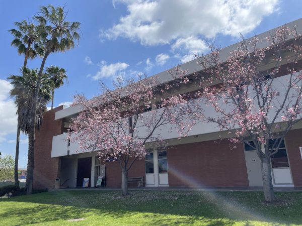 View of the cherry blossom trees at the Student Services Plaza in front of the Social Justice Center on Tuesday, March 26. The Cherry Blossom Festival will take place in the Student Services Plaza on Tuesday, April 2 from noon to 1 p.m. (Joshua Flores | The Union)