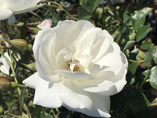 A white rose offered by Javier's Nursery for as low as $20 per 5 gallons