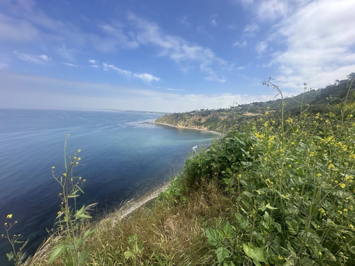 The+view+from+the+top+of+the+Palos+Verdes+Estates+Shoreline+Preserve+Trail+with+the+scenery+of+wildflowers+and+the+ocean.+%28Nick+Geltz+%7C+The+Union%29