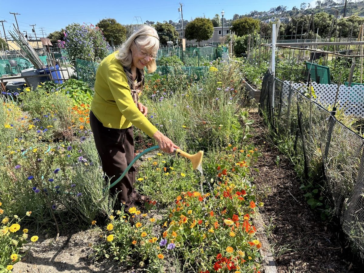 Lyn Miles, a Torrance community gardener, 82, waters flowers and other plants in her garden plot inside the community garden located in Lago Seco Park on Saturday, May 11. (Eddy Cermeno | The Union)