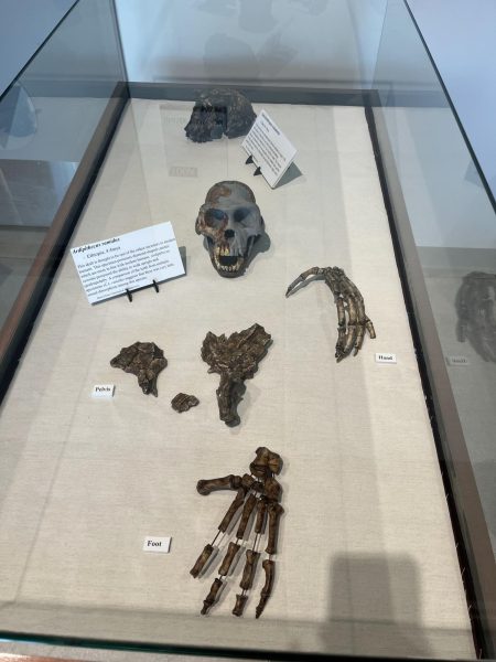 A disarticulated bone clone of Ardipithecus ramidus is on display, featuring its hand, pelvis, foot, and skull at the Anthropology Museum on Nov. 20.