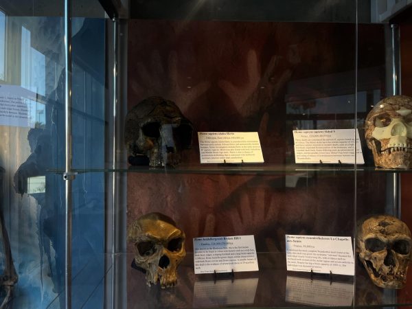 In a glass case at the Anthropology Museum at El Camino College are bone clones of early human and hominin skulls, including Homo sapiens idaltu (Herto), Homo sapiens (Skhul), Homo heidelbergensis (Broken Hill 1), and Homo sapiens neanderthalensis (La Chapelle-aux-Saints) on Nov. 20.