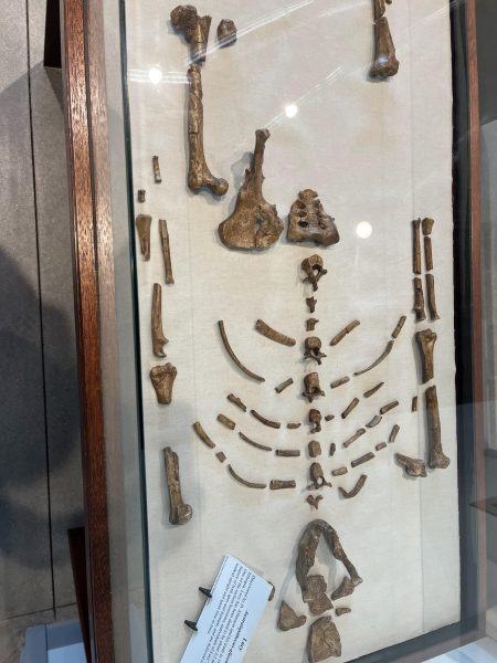 Lucy (Australopithecus afarensis), one of the earliest hominins, was shown in a disarticulated bone clone replica at El Camino College's Anthropology Museum on Nov. 20.