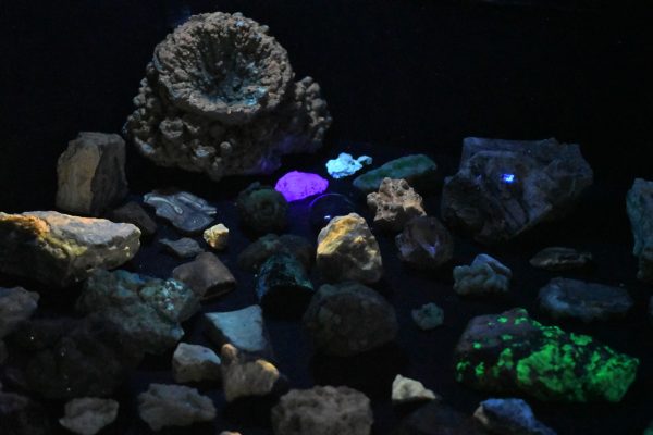 Various fluorescent rocks glow at the South Bay Lapidary and Mineral Society's 73rd annual gem and mineral show at the Ken Miller Recreation Center in Torrance on Saturday, March 28. Black light displays are a new addition to the show, being added in 2025. (Nikki Yunker | The Union)