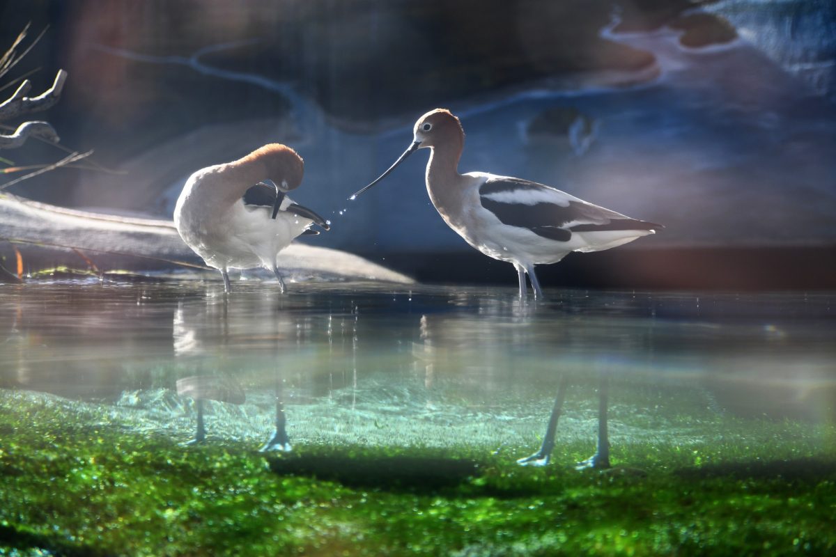 NY_BIRD_07042026.jpg